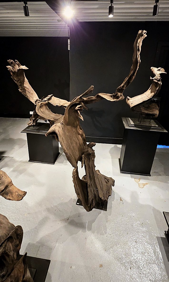 Cathedral (AF-OC-009), a naturally formed wood sculpture, 202 cm high × 103 cm wide, on its original black steel mount